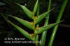 Heliconia indica